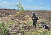 More Parcels Of Land In Greater Bernard Lodge To Be Divested This Year